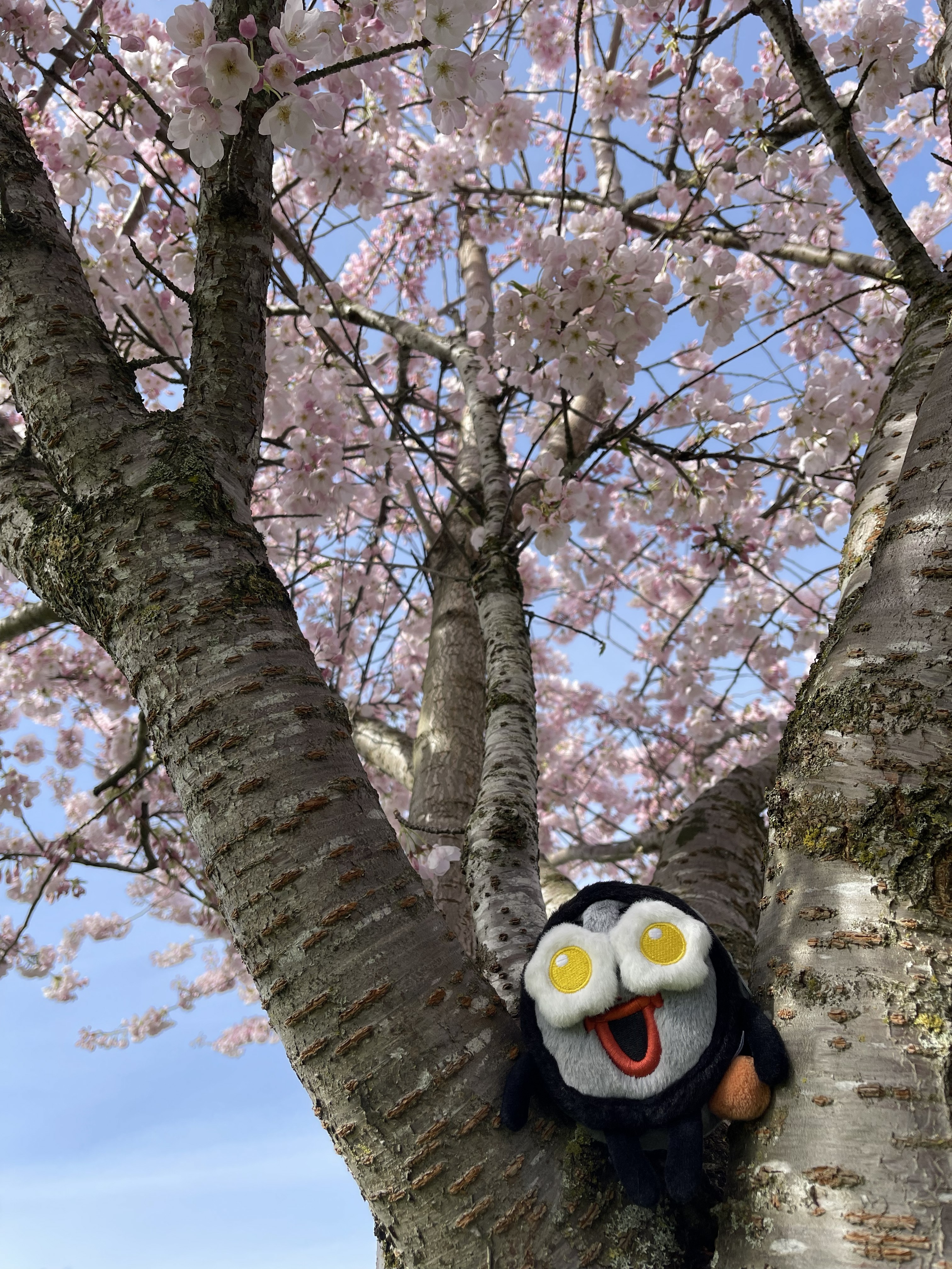 樱花与吉祥物的照片。